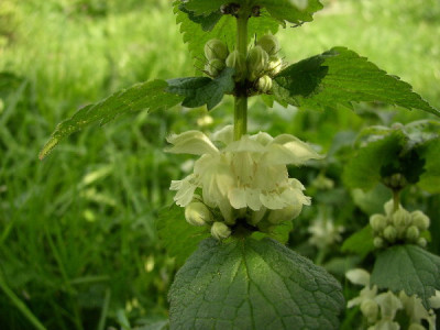 Lamium_album.jpg