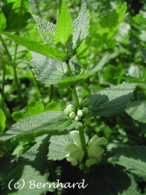 lamium_album2.jpg