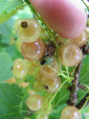 Raupe an Johannisbeern.jpg