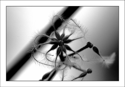 Verbluhtes_SW_1_12-02-06.jpg