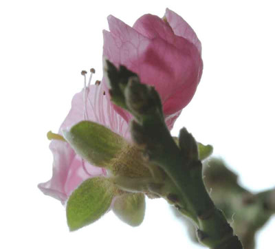 Pfirsichblute-7.jpg