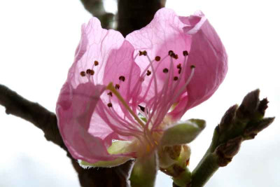 Pfirsichblute-2.jpg