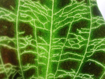 Macodes_petola_Blatt.jpg