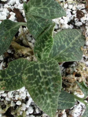 Goodyera_pubescens.jpg