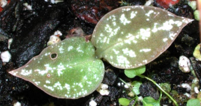 Cyclopogon_klein.jpg