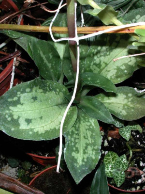 Stenorhynchus_Blatt.jpg