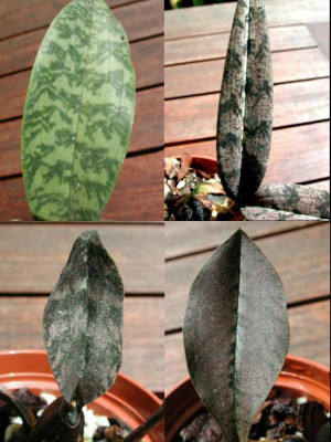 Oeceoclades_maculata_spathulifera_gracillima_peyrotii.jpg