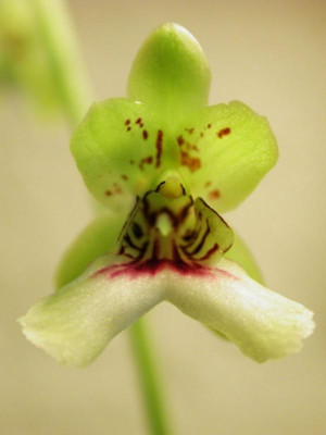 Oeceoclades_petiolata.jpg