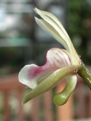 Oeceoclades_maculata_Blute.jpg