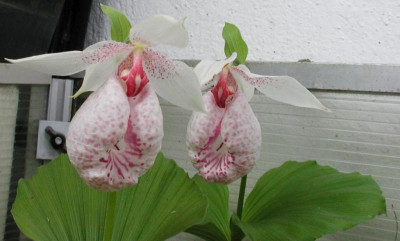 Cypripedium_formosanum.jpg