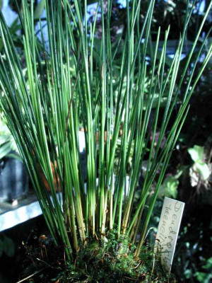 Dendrochilum_tenellum.jpg