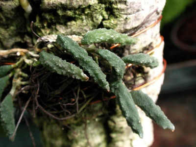 Dendrobium_cucumerinum.jpg