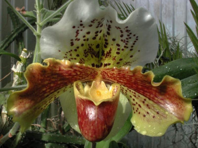 Paphiopedilum_Hybride.jpg