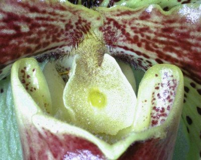 Paphiopedilum_Hybride_nah.jpg