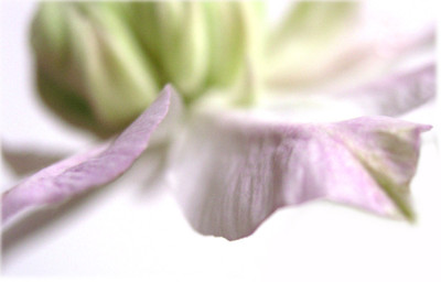 Clematis-Josephine-2.jpg
