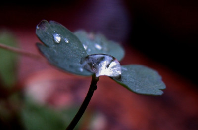 nachher-_Tropfen_mit_Blatt_2.jpg