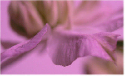 Clematis-Josephine-knatschrosa.jpg