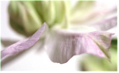 Clematis-Josephine-weissabgleich.jpg