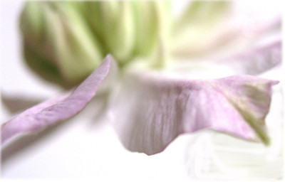 Clematis-Josephine.jpg