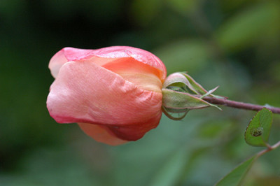 mutabilis_1_4725.jpg