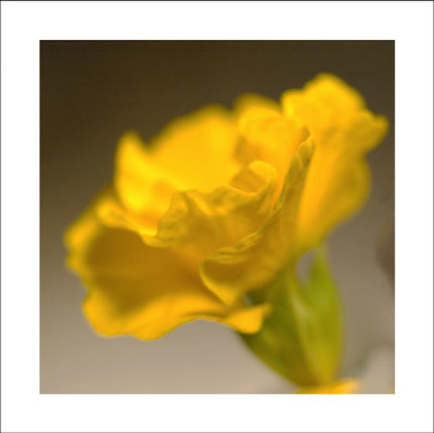 Primula_Vulgaris_Gelb-Rot_1_11-02-06.jpg