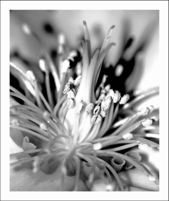 Helleborus_sw_1_11-02-06.jpg