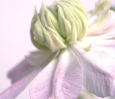 Clematis-Josephine-3.jpg