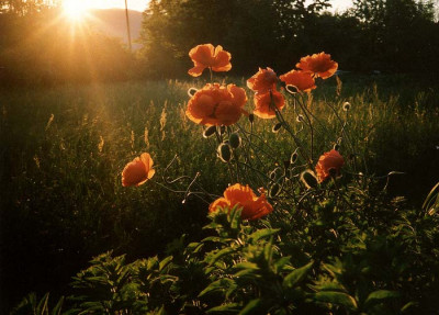 Mohn_im_Gegenlicht_analog.jpg