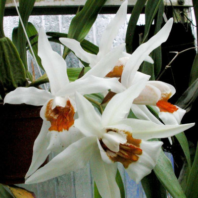 Coelogyne_nitida_x_lawrenciana.jpg