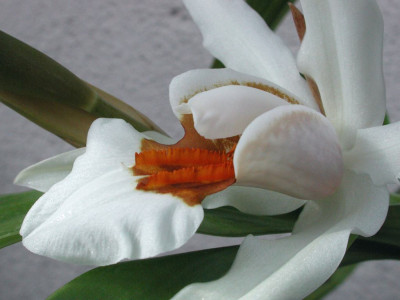Coelogyne_nitida_x_lawrenciana_nah.jpg