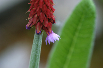 primula_vialli_4729.jpg