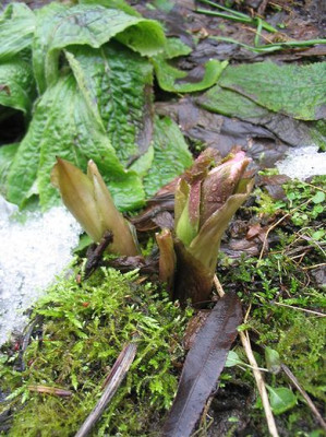 Helleborus_tibetanus_Winter_2006.jpg