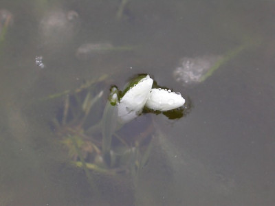 Schneeglockchen4.jpg