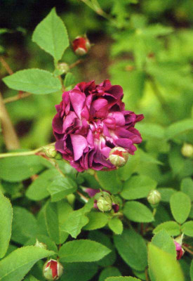 Unbenannt-1a.jpg