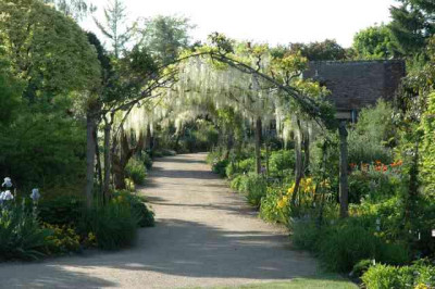 Wisteria_1_19-05-05.jpg