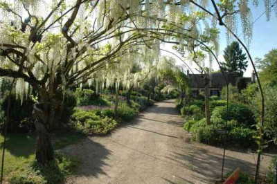 Wisteria_2_19-05-05.jpg