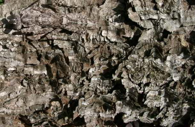 04270012_eRindenmantis.JPG
