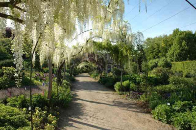 Wisteria_3_19-05-05.jpg