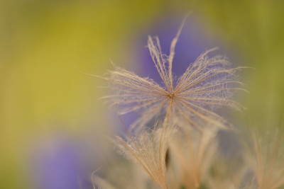 Tragopogon 2.jpg