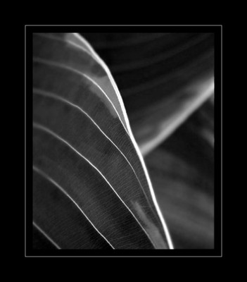 hosta_sagae1.jpg