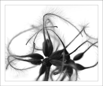 Clematis_2_12-02-06.jpg