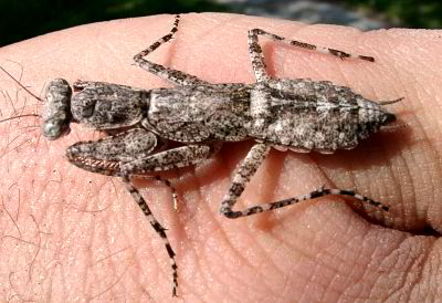04270008_eRindenmantis_Hand.JPG