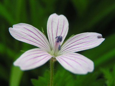 asphodeloides.jpg
