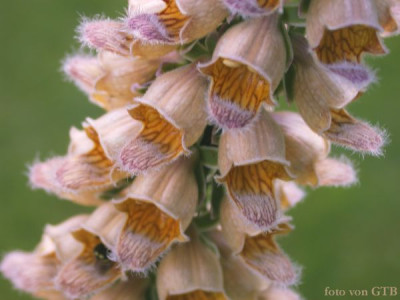 Digitalis_welche_20011.jpg