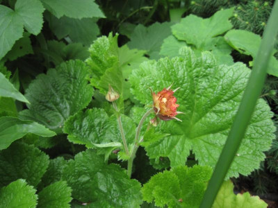 MaiTaiNachbluete20150625.jpg