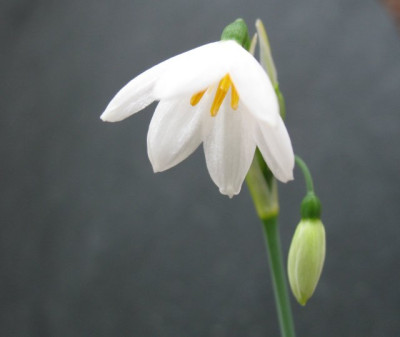 L_tingitanum1702k.jpg