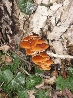 Wal-Pilz8a.jpg