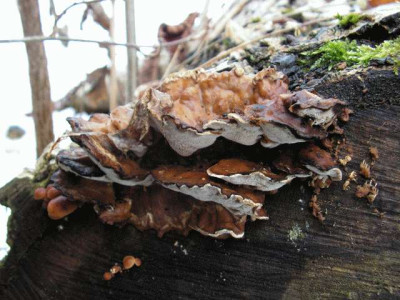 Wal-Pilz5a.jpg