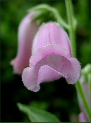 Digitalis_th._Spanish_Peaks.jpg