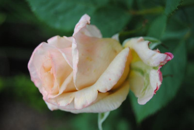 26 06 15 165.jpg
